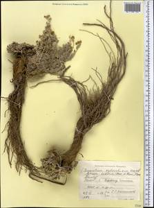 Ajania tibetica (Hook. fil. & Thomson) Tzvelev, Middle Asia, Pamir & Pamiro-Alai (M2) (Tajikistan)