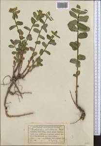 Euphorbia alatavica Boiss., Middle Asia, Western Tian Shan & Karatau (M3) (Kyrgyzstan)