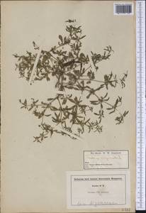 Mollugo verticillata L., America (AMER) (United States)