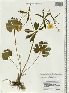 Ranunculus tranzschelii (Fagerstr.) Ericsson, Eastern Europe, Central region (E4) (Russia)