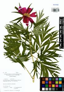 Paeonia anomala L., Siberia, Baikal & Transbaikal region (S4) (Russia)