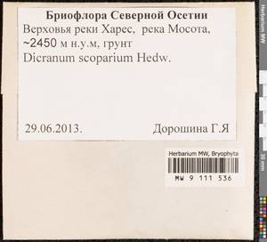 Dicranum scoparium Hedw., Bryophytes, Bryophytes - North Caucasus & Ciscaucasia (B12) (Russia)