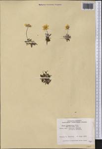 Dryas integrifolia Vahl, America (AMER) (Canada)