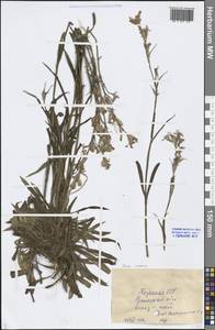 Viscaria vulgaris Röhl., Middle Asia, Caspian Ustyurt & Northern Aralia (M8) (Kazakhstan)