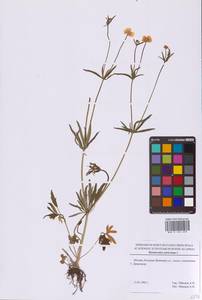 Ranunculus auricomus L., Eastern Europe, Moscow region (E4a) (Russia)