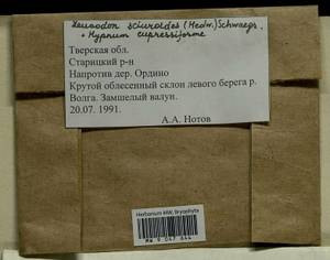Leucodon sciuroides (Hedw.) Schwägr., Bryophytes, Bryophytes - Middle Russia (B6) (Russia)