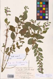 Mentha arvensis L., Eastern Europe, Lower Volga region (E9) (Russia)