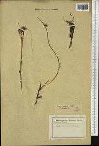 Juncus arcticus Willd., Western Europe (EUR) (Not classified)