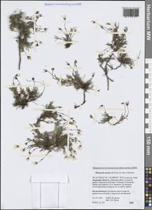 Cherleria arctica (Steven ex Ser.) A.J.Moore & Dillenb., Siberia, Russian Far East (S6) (Russia)