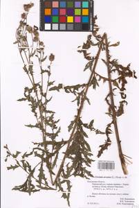 Cirsium arvense (L.) Scop., Eastern Europe, Central region (E4) (Russia)