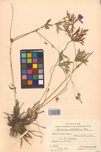Geranium soboliferum Kom., Siberia, Russian Far East (S6) (Russia)