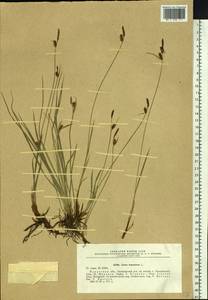 Carex tomentosa L., Siberia, Baikal & Transbaikal region (S4) (Russia)