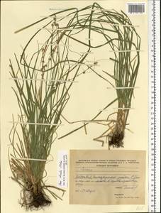 Carex divulsa Stokes, Eastern Europe, Moldova (E13a) (Moldova)
