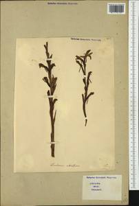 Limodorum abortivum (L.) Sw., Western Europe (EUR) (Italy)