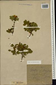 Rosa pulverulenta M. Bieb., Caucasus, Krasnodar Krai & Adygea (K1a) (Russia)