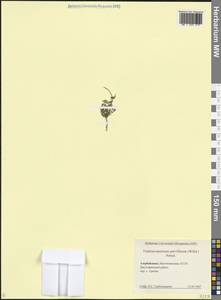 Tripleurospermum parviflorum (Willd.) Pobed., Caucasus, Azerbaijan (K6) (Azerbaijan)