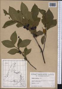 Endotropis alnifolia (L'Hér.) Hauenschild, America (AMER) (Canada)
