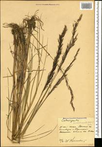 Calamagrostis pseudophragmites (Haller f.) Koeler, Caucasus, Stavropol Krai, Karachay-Cherkessia & Kabardino-Balkaria (K1b) (Russia)