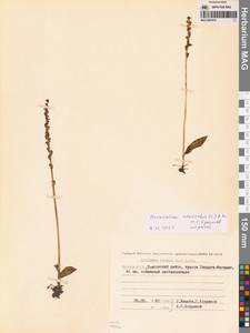 Herminium monorchis (L.) R.Br., Siberia, Yakutia (S5) (Russia)