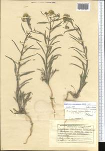 Erysimum diffusum Ehrh., Middle Asia, Western Tian Shan & Karatau (M3) (Kyrgyzstan)