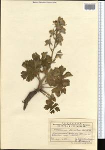 Delphinium dasyanthum Kar. & Kir., Middle Asia, Pamir & Pamiro-Alai (M2) (Uzbekistan)