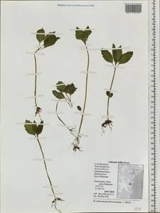 Galeopsis bifida Boenn., Siberia, Chukotka & Kamchatka (S7) (Russia)