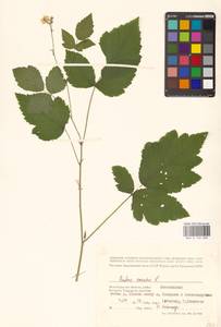 Rubus caesius L., Eastern Europe, Lower Volga region (E9) (Russia)