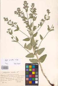 MHA 0 155 671, Nepeta ucranica subsp. parviflora (M.Bieb.) M.Masclans de Bolos, Eastern Europe, North Ukrainian region (E11) (Ukraine)