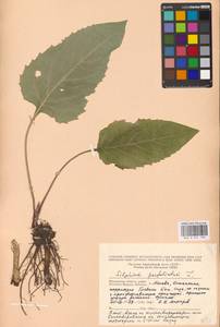 Silphium perfoliatum L., Eastern Europe, Moscow region (E4a) (Russia)
