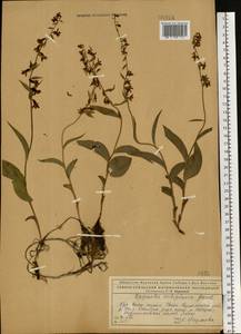 Epipactis atrorubens (Hoffm.) Besser, Eastern Europe, Northern region (E1) (Russia)