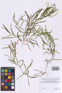 Potamogeton compressus L., Eastern Europe, Moscow region (E4a) (Russia)