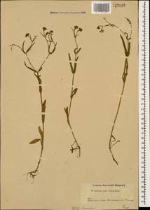Valerianella dentata (L.) Pollich, Caucasus (no precise locality) (K0)