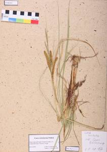 Carex ericetorum Pollich, Siberia, Altai & Sayany Mountains (S2) (Russia)