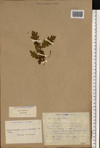 Quercus robur L., Eastern Europe, South Ukrainian region (E12) (Ukraine)