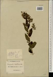 Campanula lactiflora M.Bieb., Caucasus, Black Sea Shore (from Novorossiysk to Adler) (K3) (Russia)