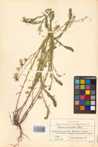 Linum amurense Alef., Siberia, Russian Far East (S6) (Russia)