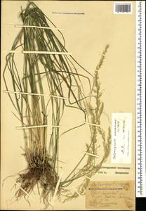 Calamagrostis arundinacea (L.) Roth, Caucasus, Stavropol Krai, Karachay-Cherkessia & Kabardino-Balkaria (K1b) (Russia)