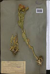 Jurinea robusta Schrenk, Middle Asia, Northern & Central Tian Shan (M4) (Kazakhstan)