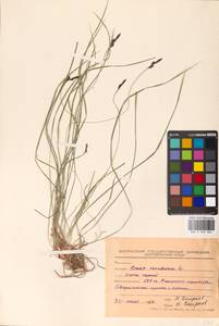 Carex montana L., Eastern Europe, Belarus (E3a) (Belarus)