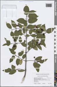 Lonicera ruprechtiana Regel, Siberia, Russian Far East (S6) (Russia)