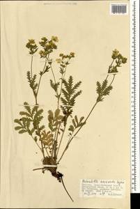 Potentilla tanacetifolia Willd. ex D. F. K. Schltdl., Mongolia (MONG) (Mongolia)