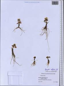 Ranunculus sulphureus, Western Europe (EUR) (Svalbard and Jan Mayen)