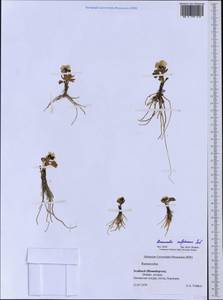 Ranunculus sulphureus Sol. ex J. B. Phipps, Western Europe (EUR) (Svalbard and Jan Mayen)