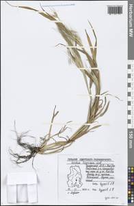 Hordeum murinum subsp. leporinum (Link) Arcang., Eastern Europe, Volga-Kama region (E7) (Russia)