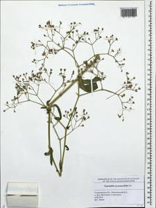 Gypsophila scorzonerifolia Ser., Eastern Europe, Middle Volga region (E8) (Russia)