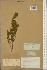 Dracocephalum moldavica L., Caucasus (no precise locality) (K0)