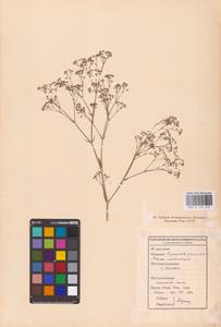 Gypsophila paniculata L., Eastern Europe, Middle Volga region (E8) (Russia)