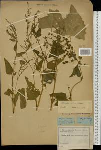 Atriplex hortensis L., Eastern Europe, Moscow region (E4a) (Russia)