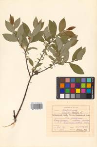 Salix hastata L., Siberia, Russian Far East (S6) (Russia)