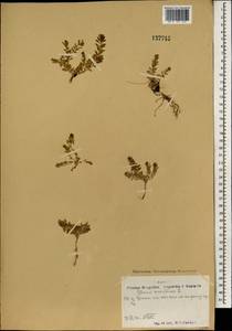 Lysimachia maritima (L.) Galasso, Banfi & Soldano, Mongolia (MONG) (Mongolia)